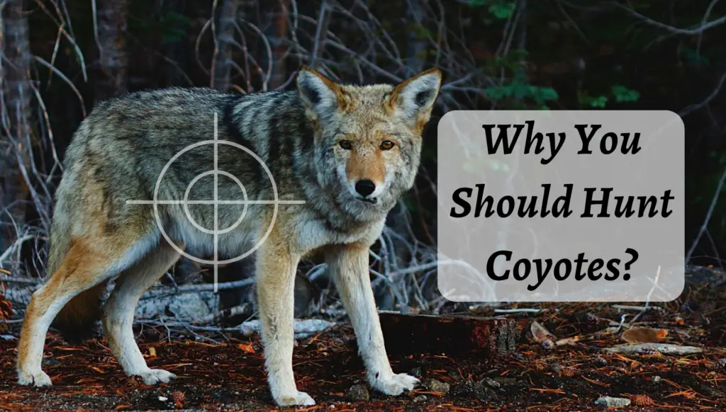 Why You Should Hunt Coyotes