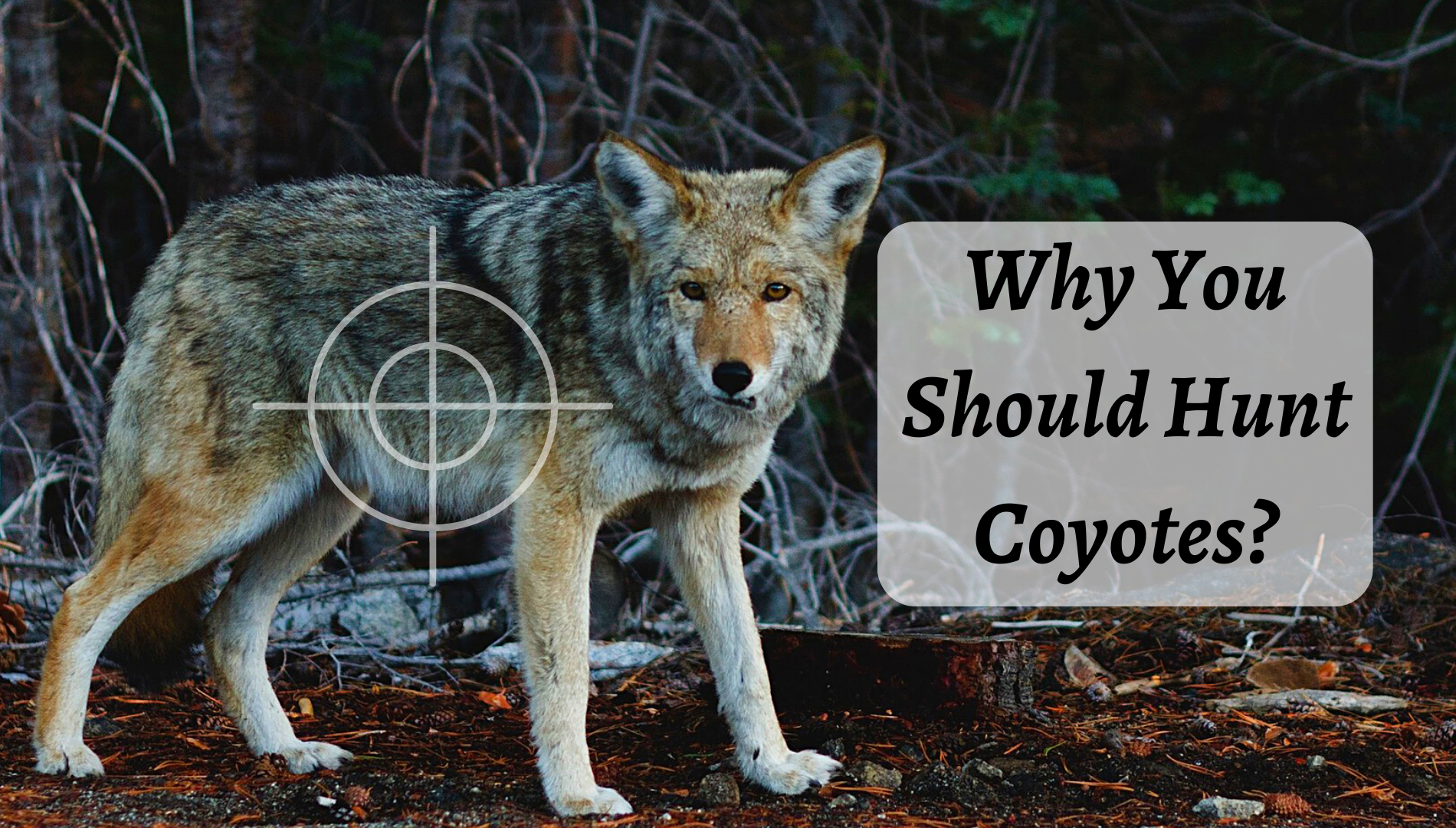 Best Time of Day to Hunt Coyotes - Ultimate Guide with Tips