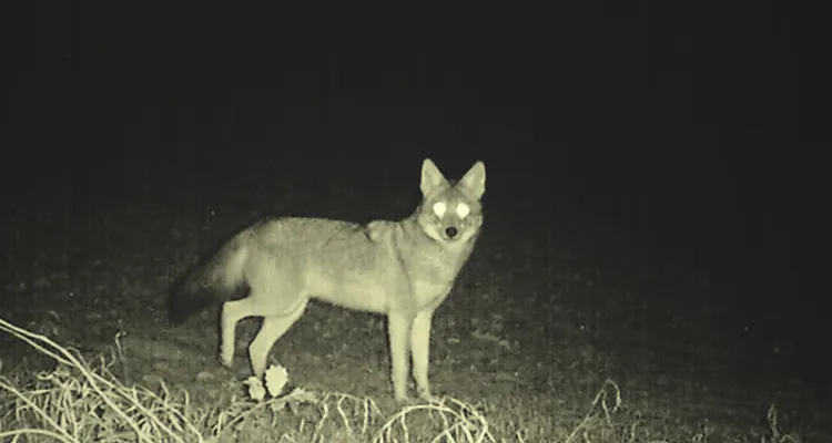 Night Vision For coyote Hunting