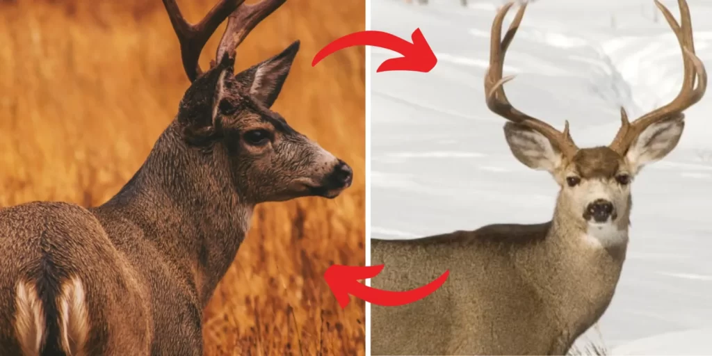 What is Climate Changing For Hunting