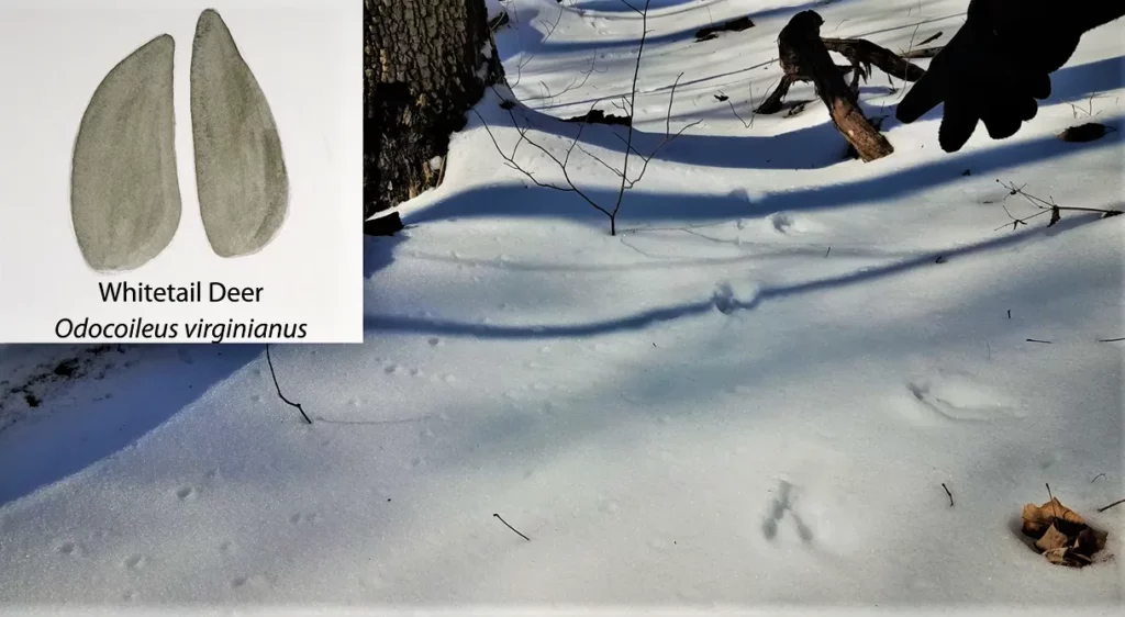 Animal Tracks Identifications