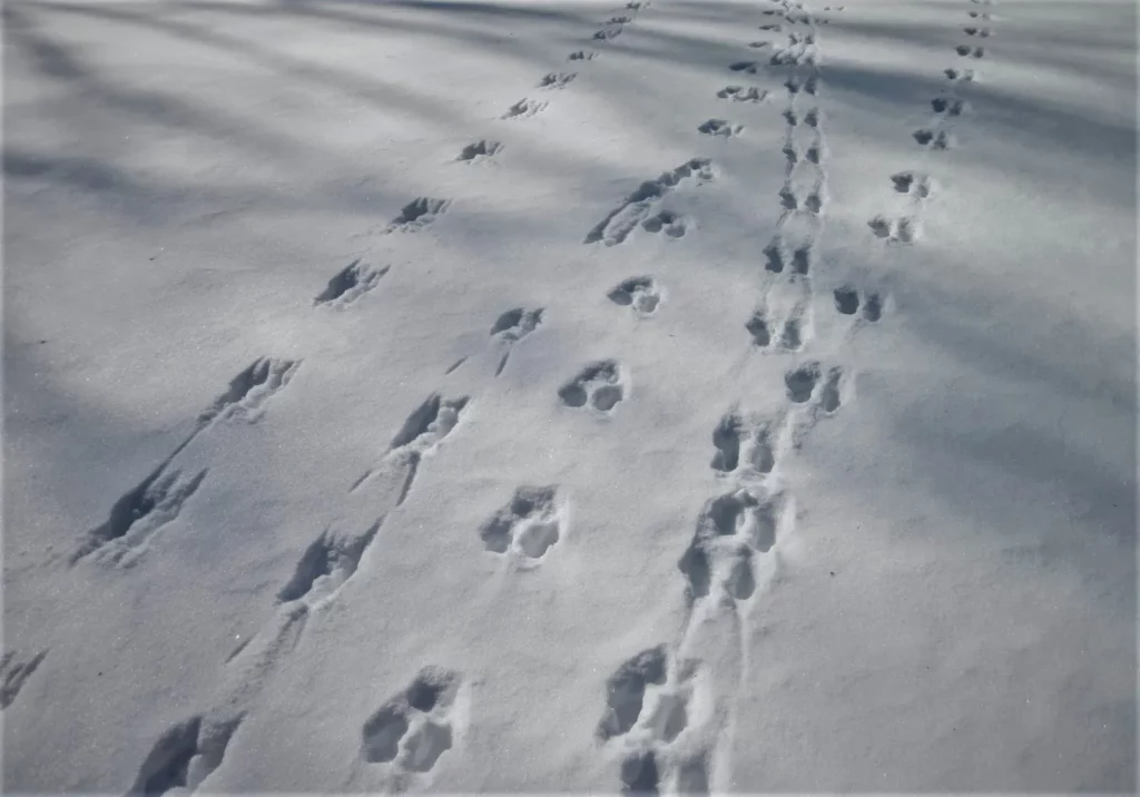 Identify Animal Tracks in the Snow by Looking at Walking Patterns