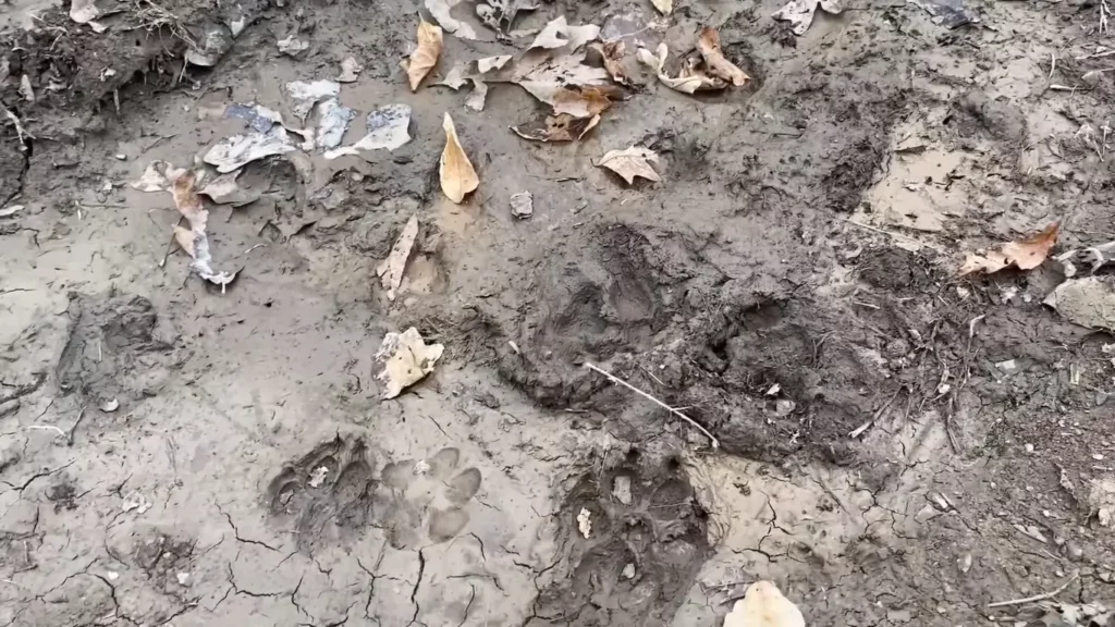 What is Animal Track