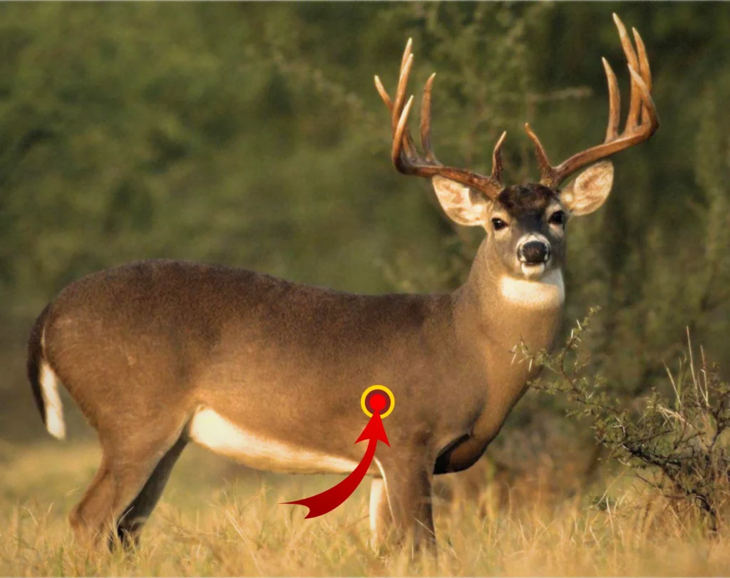 Where to Shoot A Deer at Different Angles