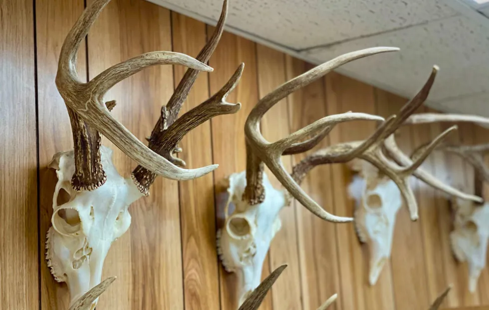 Different Types of Mounting Deer Antlers