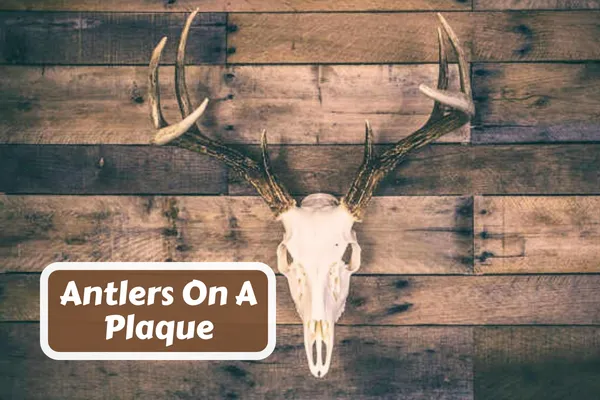 How to Mount Deer Antlers On A Plaque
