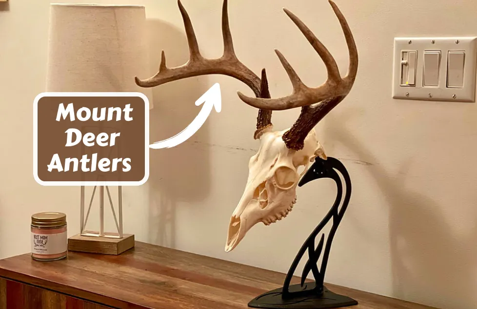 What Does Mount Deer Antlers